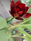 Spoon Flower