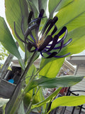 Spoon Handle Flower